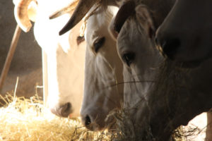 Fonte Fulgeri - Chianina